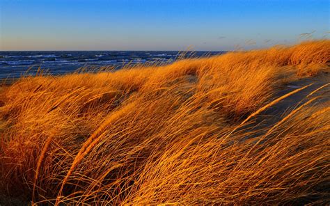 Beach Sea Grass Autumn Wind Wallpaper Nature And Landscape