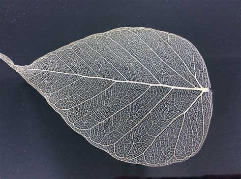 2 Inch Skeleton Leaves 100 Pcs Sacred Fig Ficus Religiosa Flower Making