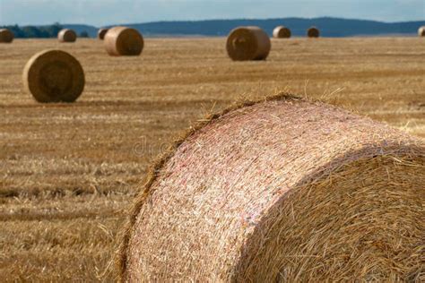 Round Golden Straw Bales Lie On The Field After The Grain Harvest A
