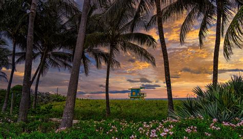 View Of Miami Beach Through Forest Hd Wallpaper Background Image