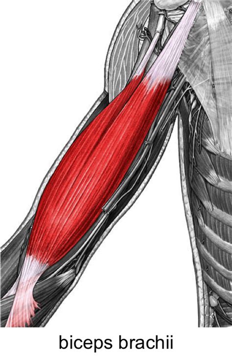The Biceps Brachii Muscle Yoganatomy