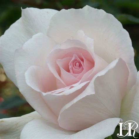 Sheer Bliss Hybrid Tea Roses Heirloom Roses Rose