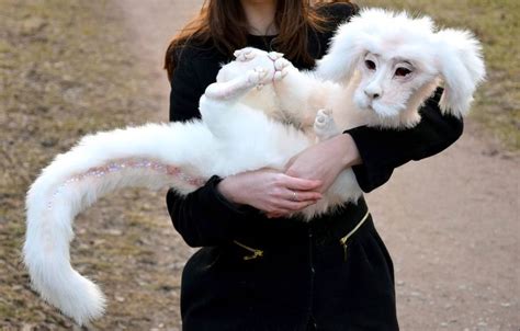 Falkor The Luckdragon Charter Of The Neverending Story 1984