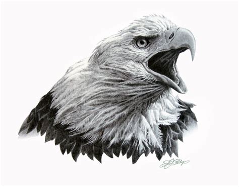 Bald Eagle Sketches Home Original Artwork Eagle Head Study In