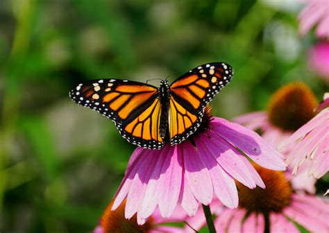 Monarch Butterfly Facts And Beyond Biology Dictionary