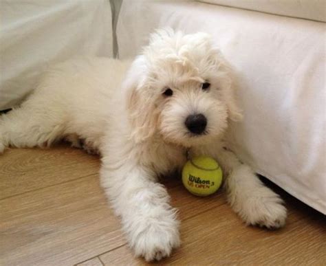 From being loved in our home to being loved in yours. A Beautiful Teddy Bear Goldendoodle #englishGoldendoodle ...