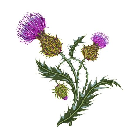 100000 Thistle Vector Images Depositphotos