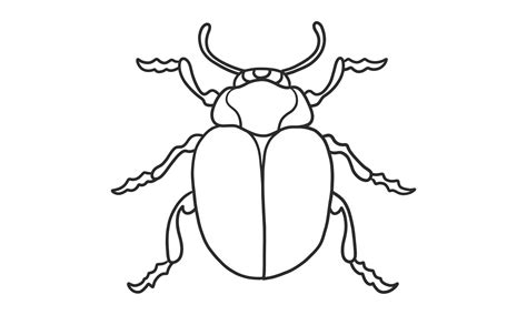 Vector Lineart Illustration Of Beetles On White Background Hand Drawn