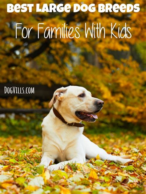 5 Best Large Dog Breeds For Families With Kids
