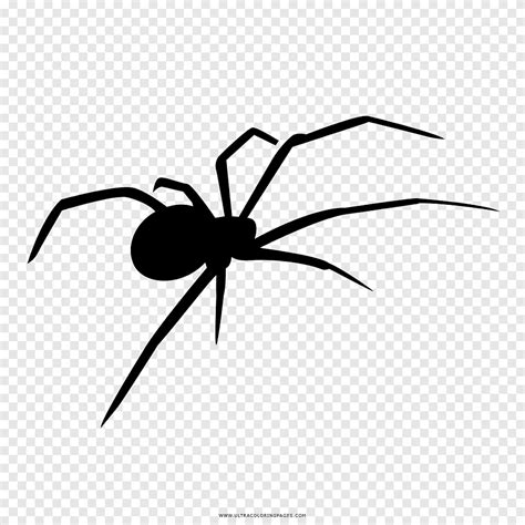 Free Download Widow Spiders Coloring Book Drawing Black And White