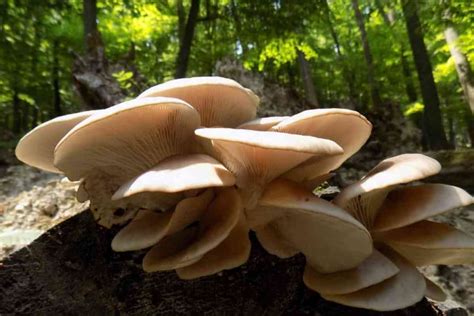 Top 6 Edible Wild Mushrooms In Michigan