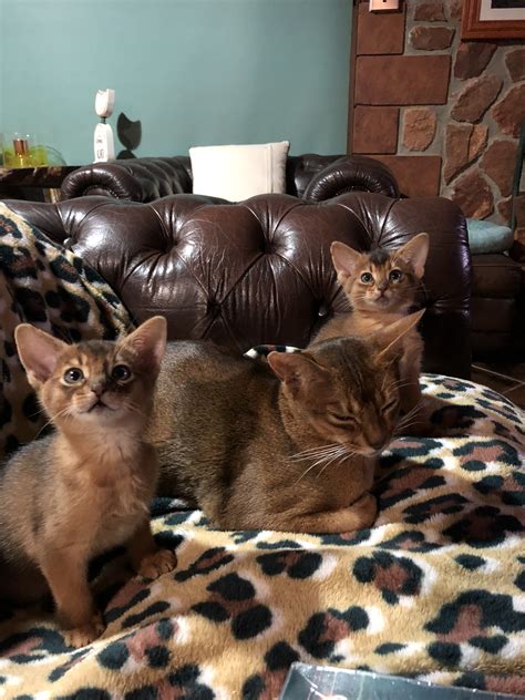 Nericon Abyssinians Abyssinian Cat Breeder Griffith Nsw