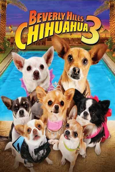 Chihuahua Movie Papi Pets Lovers