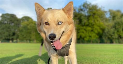 Shiba Inu Husky Mix Breed Info Facts And Guide Puplore