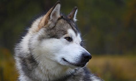 Alaskan Dog Names 200 Updated Amazing List