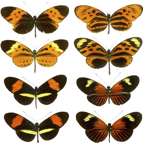 Mimicry Definition And Examples Britannica