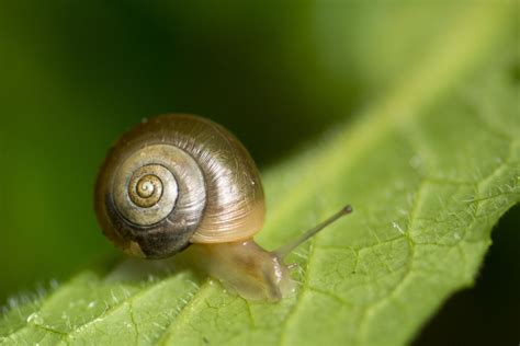 Meet The Terrestrial Snail