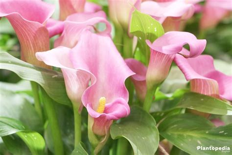 Calla Lily Plant Zantedeschia Flower How To Grow Care Indoors