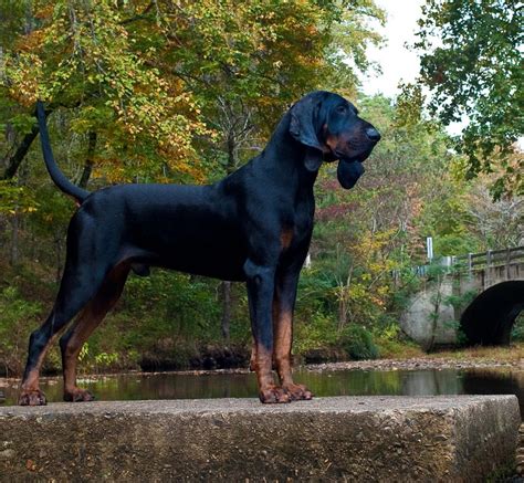 black  tan coonhound breed guide learn   black  tan coonhound