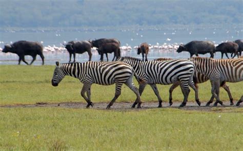 7 Days Tsavo East Amboseli Lake Naivasha Lake Nakuru Masai Mara