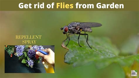 How To Get Rid Of House Flies Infestation How To Prevent Flies Repel Flies Diy Repellent