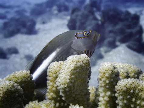 Neon Markings Surround Blenny Fish Eye Close Up In Coral Stock Image