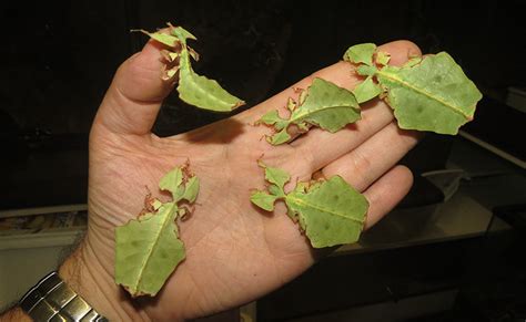 Meet The Giant Leaf Insects Jonathans Jungle Roadshow