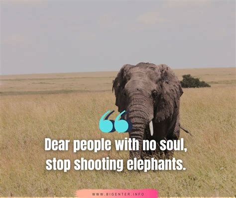 100 Best Elephant Quotes Love For Animals Bigenter