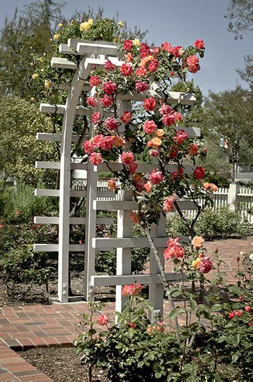 25 Awesome Garden Trellis Ideas Garden Trellis Flower Trellis Rose
