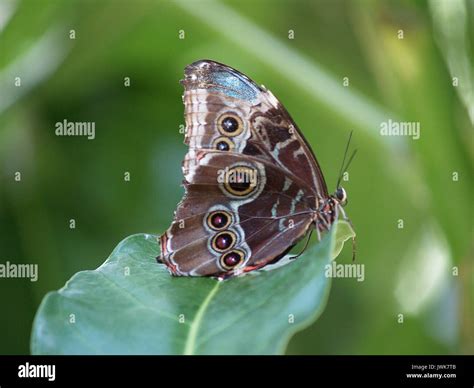 Underside Of Wingsblue Morpho Butterfly Stock Photo Alamy