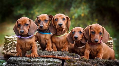 Dachshunds or weiner dogs are known for their playful, lively, and courageous nature. Dachshund Breed Information: Long Haired, Short Haired & More