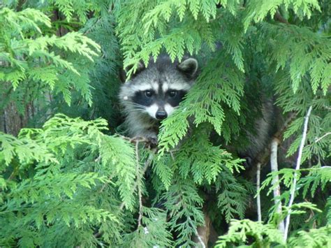 Does a raccoon have rabies if it comes out during the day? Billions of Birds, Thousands of Islands ... & Extinction ...