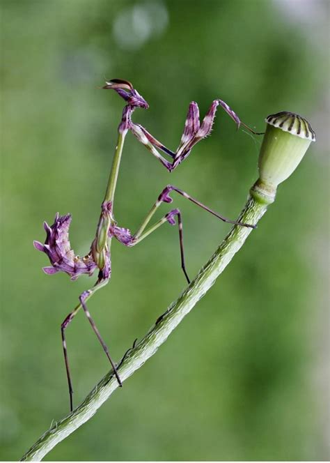 Praying Mantis Bugs And Insects Beautiful Bugs Wild Animals Pictures