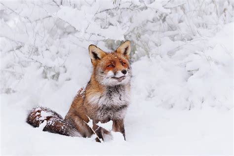 Red Fox In The Snow Series Dreaming Of A White Christmas Photograph