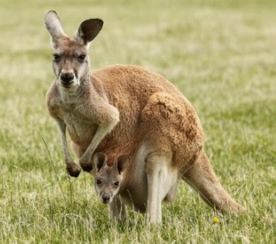Kanguru Hewan Endemik Australia Yang Tidak Semalas Koala