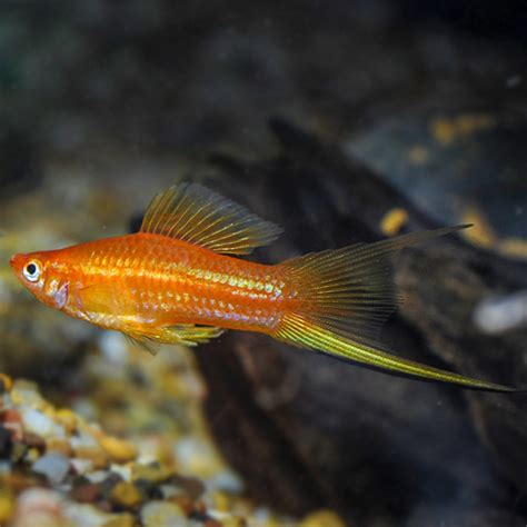 Golden Comet Swordtail Tropical Aquarium Fish At Liveaquaria