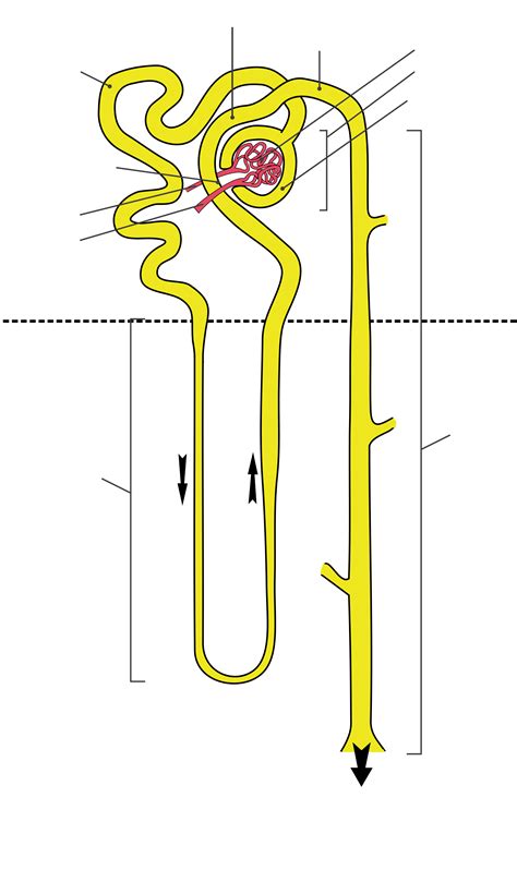 Nephron Diagram Unlabeled Google Search Anatomy And Physiology My XXX Hot Girl
