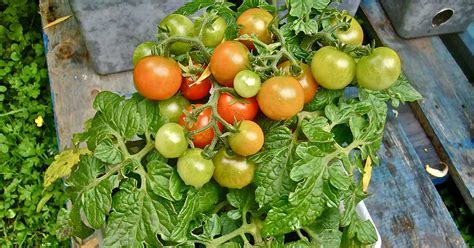 Growing Tomatoes In Pots Best Varieties Gardening Channel
