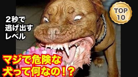 【衝撃】最も凶暴な犬top10！噛み付かれたら絶対絶命 Youtube