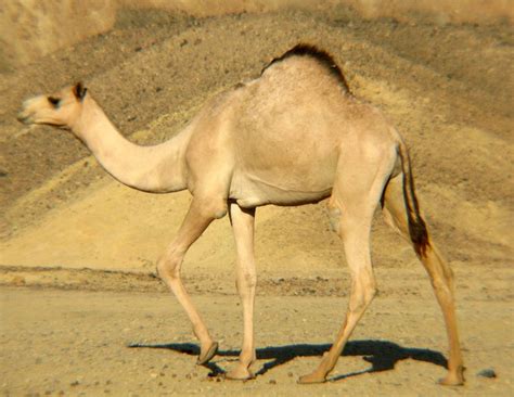 Adw Camelus Dromedarius Information