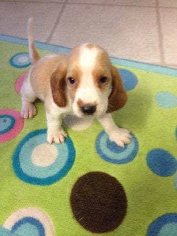 Norman the basset hound 🐾. Ckc Basset Hound pups for Sale in Benson, North Carolina ...
