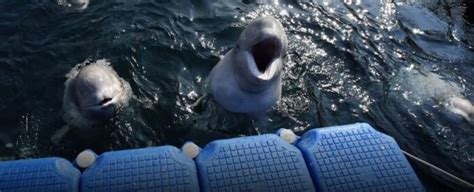 Whale Jail Belugas Afp Vitalyankov Hero The Whale Sanctuary Project