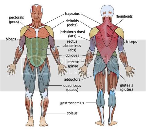 There are approximately 640 skeletal muscles within the typical human, and almost every muscle constitutes one part of a pair of identical bilateral muscles, found on both sides, resulting in approximately 320 pairs of muscles, as presented in this article. Major Muscle Groups Photo by vivavertical | Photobucket