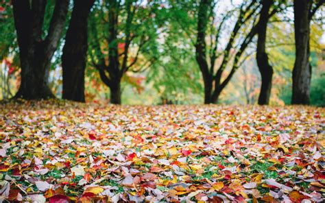 Dried Leaves On Ground Hd Wallpaper Wallpaper Flare