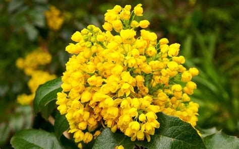 Top 30 Beautiful Yellow Flowers Names List With Pictures Youme And Trends