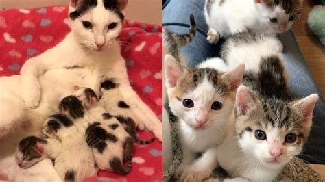 Rescue Beautiful Pregnant Cat Born 6 Super Cute Babies