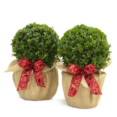 Christmas Ts Pair Of Buxus Box Balls By Taplant