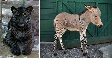 18 Hybrid Animals That Are Hard To Believe Actually Exist Bored Panda