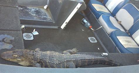 This Caiman Was Found Near My House In The Mon River In West Virginia