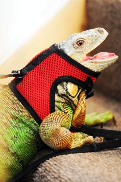 this man has chosen playing with his reptiles over sex